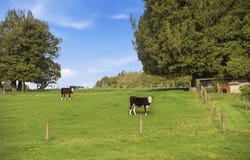 950B No 2 Road, Te Puke, Western Bay Of Plenty