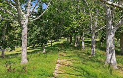 50 Waitoki Road, Waitoki, Rodney