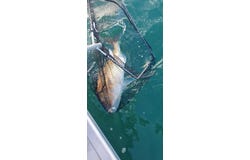 Snapper Express Charters Limited, Thames, Thames-Coromandel