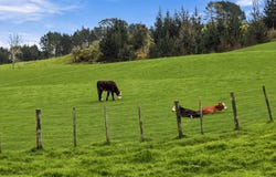 2393A Hunua Road, Hunua, Franklin