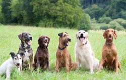 Hamilton Central, Hamilton City