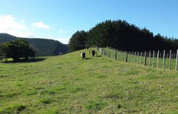 1089 Run Road, Wellsford, Rodney