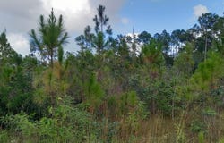 N ANDROS VACANT LAND, Andros, Andros