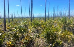 LUCAYA ESTATES LOT, Grand Bahama/Freeport, Grand Bahama/Freeport