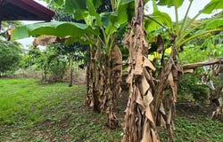 #4230 – Tranquil Two Bed, Two Bath Home Minutes from Downtown San Ignacio – Cayo, Belize, San Ignacio, Cayo District, San Ignacio, Cayo District