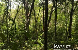 #7 BEAUTIFUL ACRES IN CALLA CREEK, Calla Creek, Cayo District
