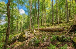 Ch. de la Vallée-Manitou, Sainte-Agathe-des-Monts, Quebec J8C2Z7