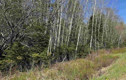 4 Highway 509 Lot, Lower Maccan, Nova Scotia B0L 1B0
