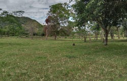 Soledad, Cundinamarca 252648