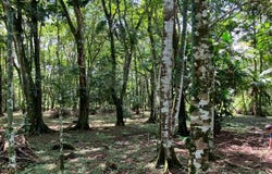 Farm for Sale in San Carlos, La Tigra, Alajuela