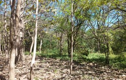 Sámara, Sámara, Guanacaste Province