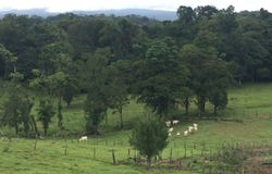 Expansive 83-Hectare Agricultural & Ranch Land in Sarapiquí, Heredia, Sarapiqui, Heredia