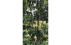 Expansive 83-Hectare Agricultural & Ranch Land in Sarapiquí, Heredia, Sarapiqui, Heredia