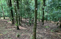 Farm for Sale in San Carlos, La Tigra, Alajuela