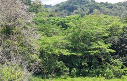 Carbon, Cahuita, Limon 70403