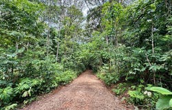 Platanillo, Puntarenas, Puntarenas 11901