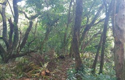 Heredia, San Rafael, Heredia Province 40501