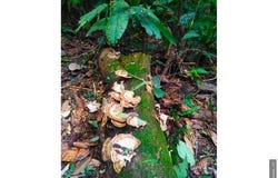 Limón, Limón, Limón Province