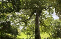 Sámara, Sámara, Guanacaste Province