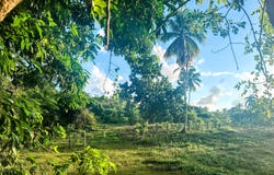 Calle a La Playita, Las Galeras (D. M.)., Samaná Province 32000