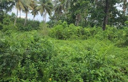 Las Garitas, Samaná, Samaná Province 32000