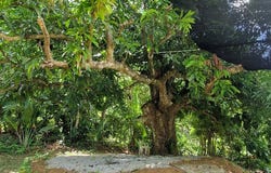 La Barbacoa, Samaná, Samaná Province 32000