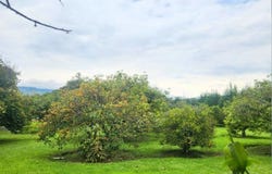 Countryside Home Construction Site For Sale in Guayllabamba, Guayllabamba, Pichincha