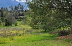 Cotacachi, Cotacachi, Imbabura Province