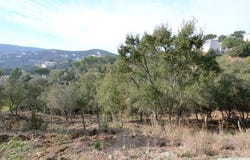 Calonge, Girona, Catalonia