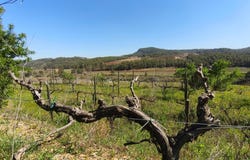 Molar, Catalonia 43736