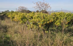 Rafelcofer, Valencian Community 46716