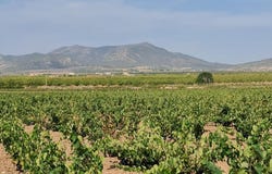 Pinoso, Valencia 03650