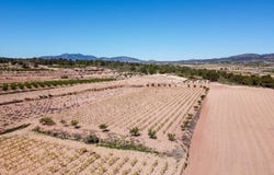 Pinoso, Valencian Community 03650