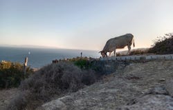 Tarifa, Andalusia 11380