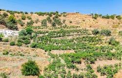 Torrox, Andalusia 29770