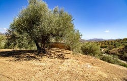 Riogordo, Malaga