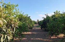 Sevilla, Andalusia 41001