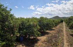 Oliva, Valencian Community 46780