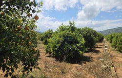 Oliva, Valencian Community 46780