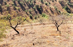 Sedella, Andalusia 29715