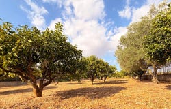 Biniali, Balearic Islands 07143