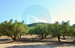 Roquetes, Catalonia 43520