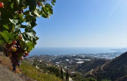 Sayalonga, Andalusia 29752