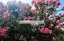 Arona, Canary Islands 38630