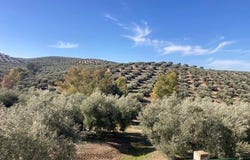 Rute, Andalusia 14960