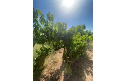 Pinoso, Valencian Community 03650