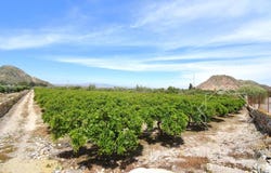Mojácar, Andalusia 04638