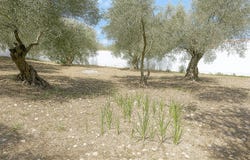 Montejaque, Andalusia 29360