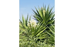 Algaida, Balearic Islands 04742