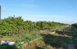 Oliva, Valencian Community 46780
